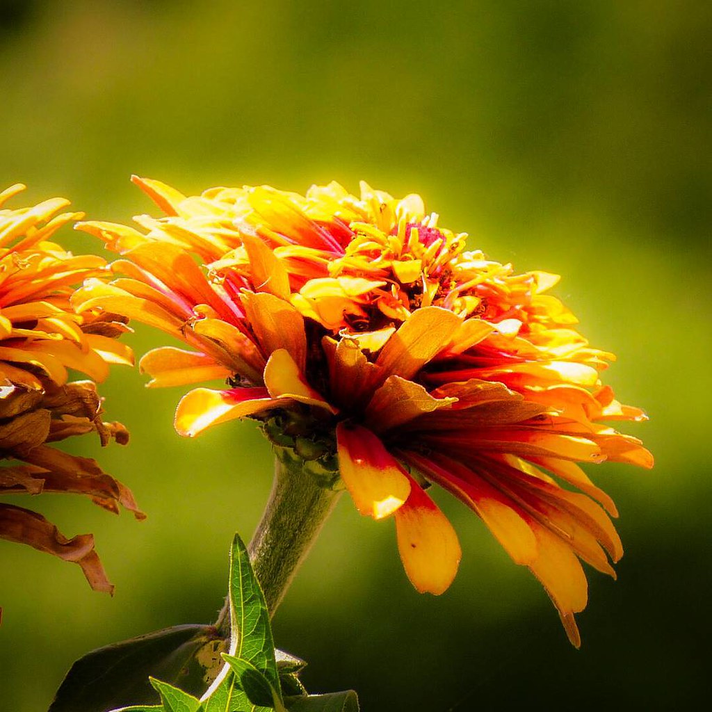 #closeup #flower #nature #beautiful | Eduardo Elua | Flickr