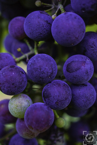 macro closeup vineyard midwest wine missouri grapes concord grape