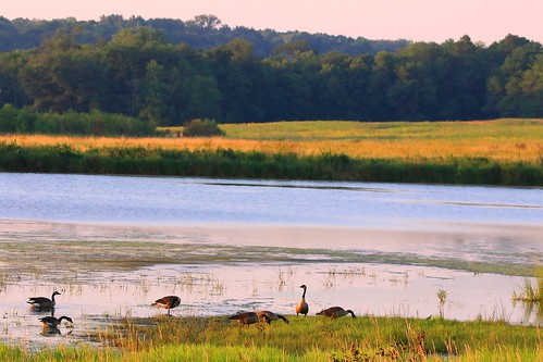 county canada geese cardinal reis iowa larry marsh winneshiek
