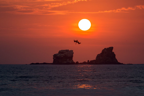 Brown Pelican at Sunset, Ecuador by suebmtl, A pelican dives at sunset,Ayampe,Ecuadorecuador ayampe manabiprovince goldenhour sunset pelican