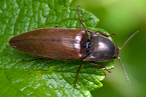 beetle sericushonestus sericus