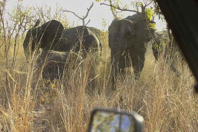 Attack of the bush elephants