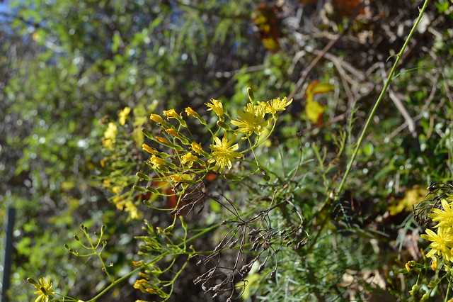 Atalanthus pinnatus (L. f.) D. Don