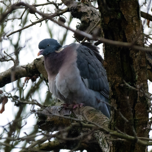Wood pigeon, preening
