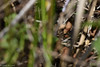 "Do you see me?" San Francisco Gartersnake (Thamnophis sirtalis tetrataenia) by Chad M. Lane
