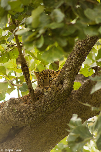 Indian Leopard | by Deepu Cyriac