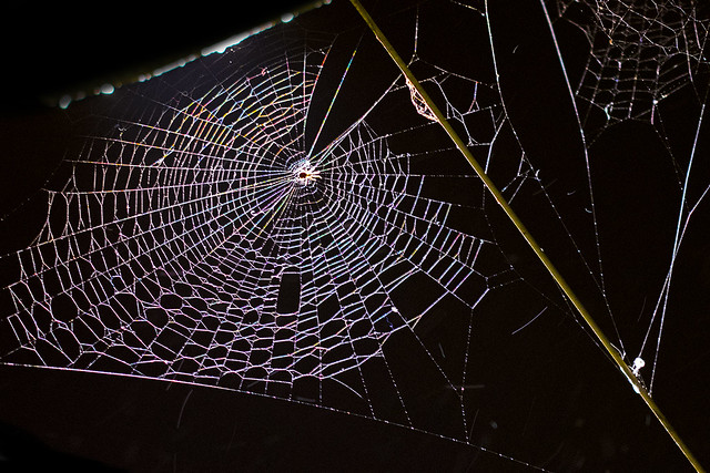 ... the night web ...
