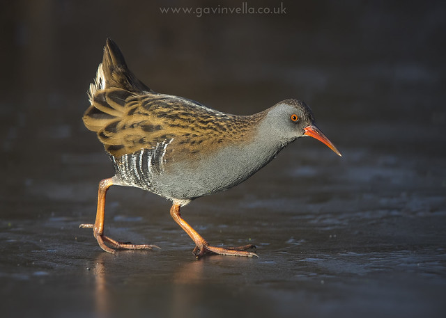 Water Rail on  Ice 7th January
