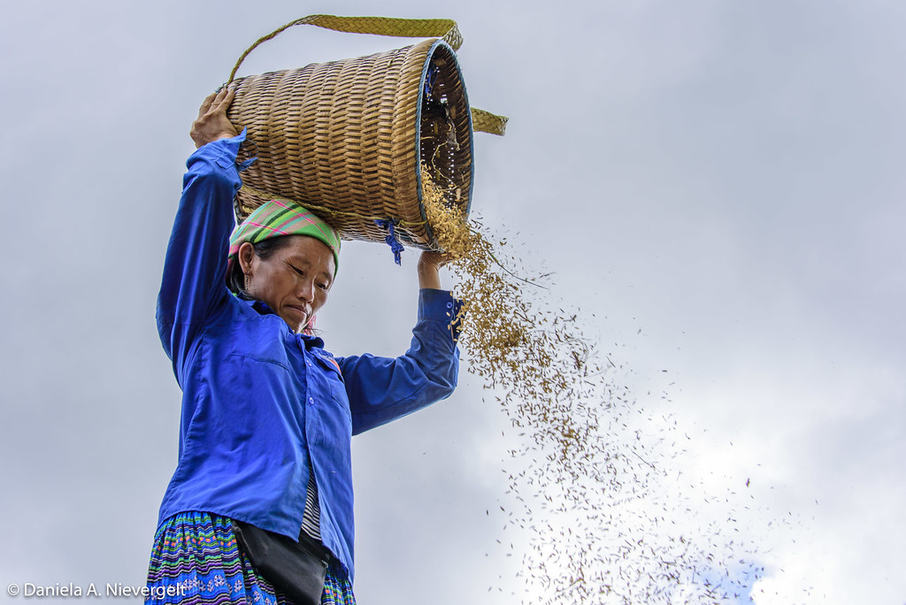 Rice Harvest | Local H'Mong woman separating the chaff from … | Flickr