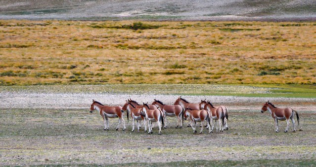 Tibetan  Khyang or Gorkhar the largest of the wild donkeys, Tibet 2017