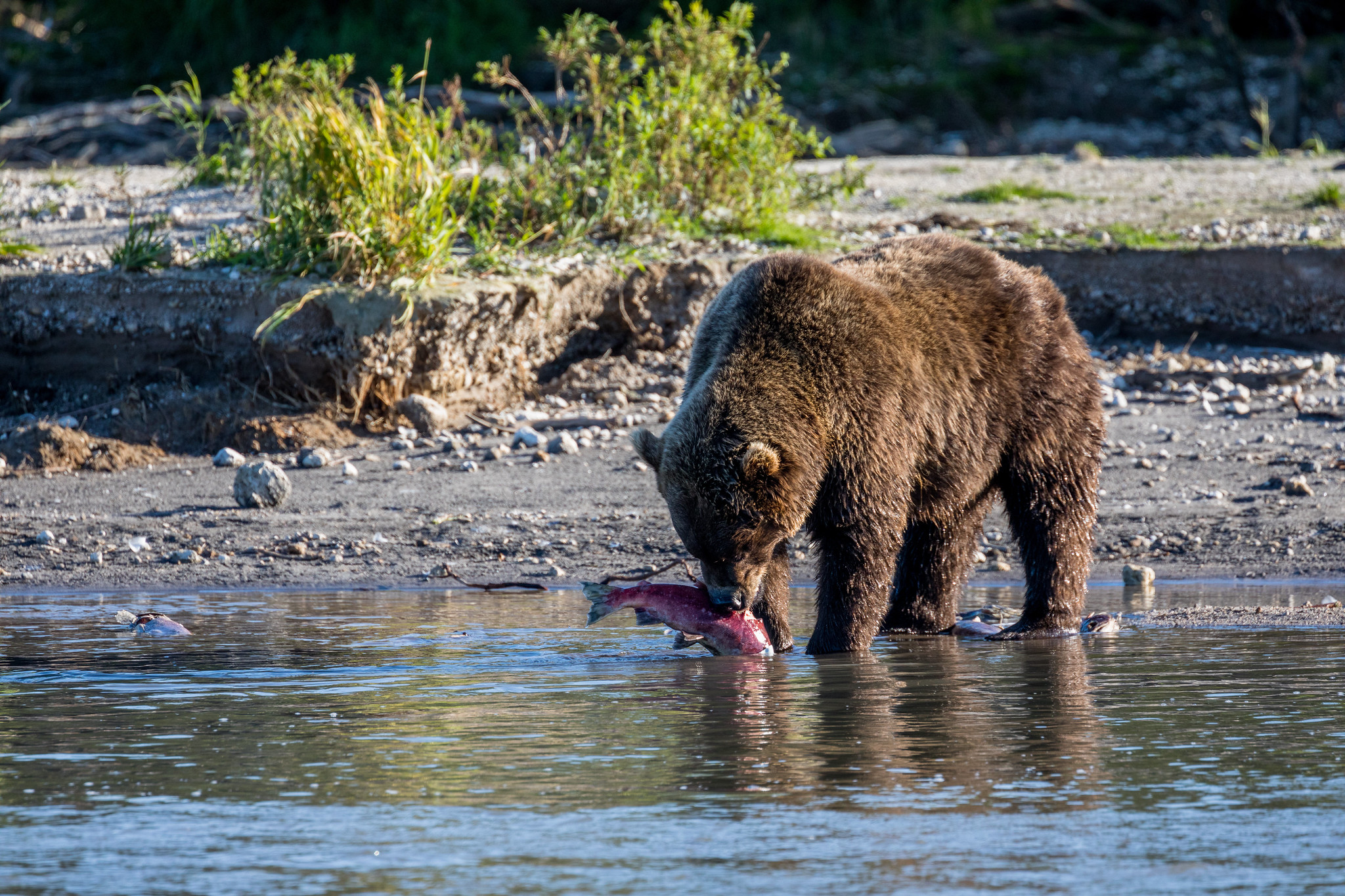 Kamchatka Brown Bear - Kamchatka Bears