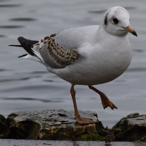 Black-headed gull stepping out