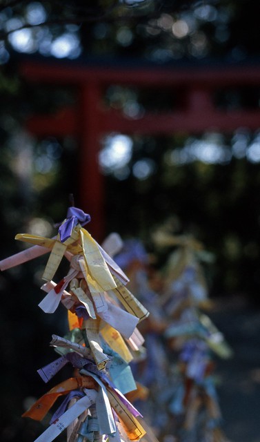 One scene in Tenkai Inari Shrine 2017/11 No.2(taken by film camera).