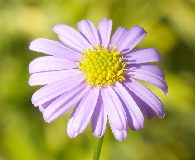 Annual daisy (Bellis annua) flower