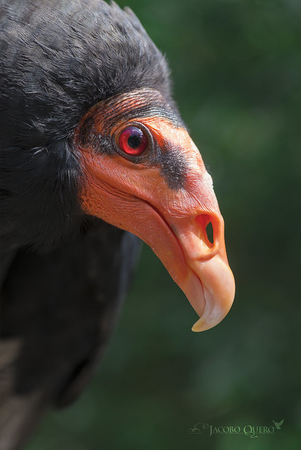Zopilote cabeciamarillo/ Yellow headed vulture (Cathartes melambrotus)