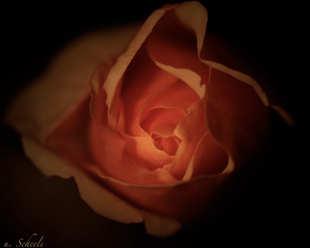Rose in the candlelight