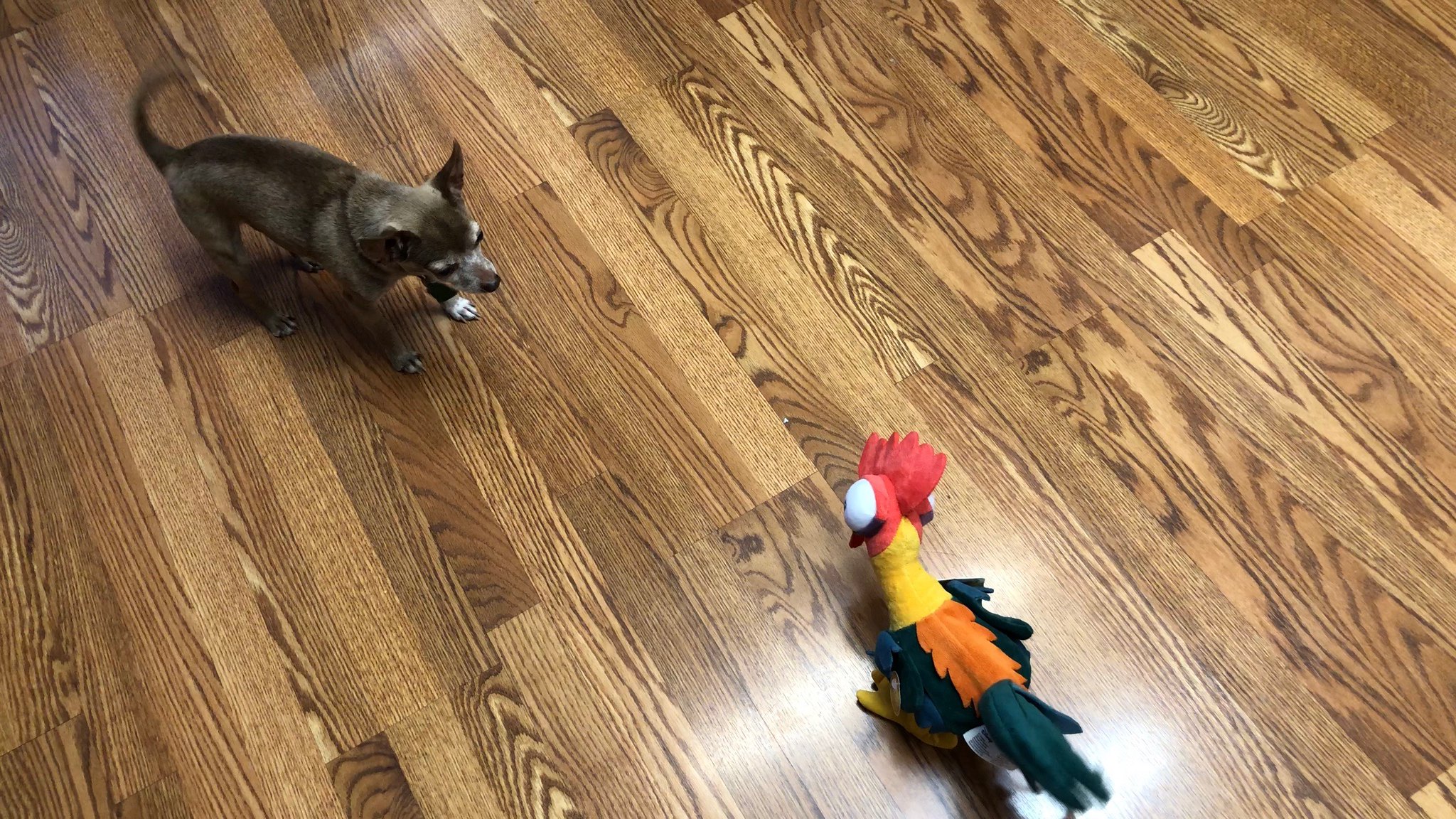 Dobby v Chicken Robot