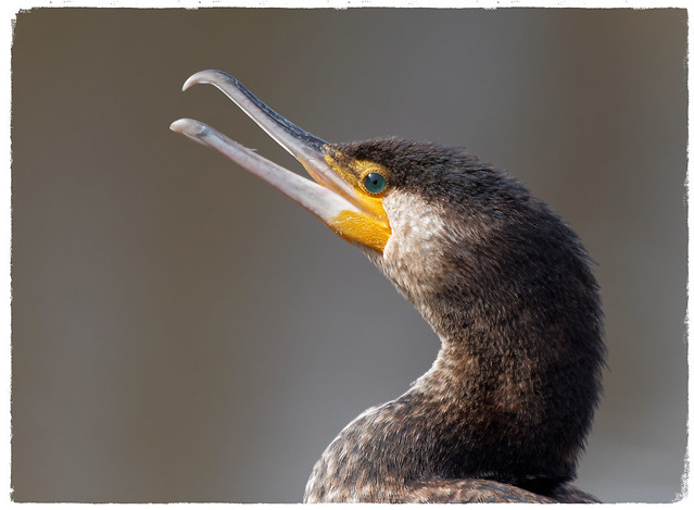 Corb marí gros - Cormorán grande - Great cormorant - Phalacrocorax carbo