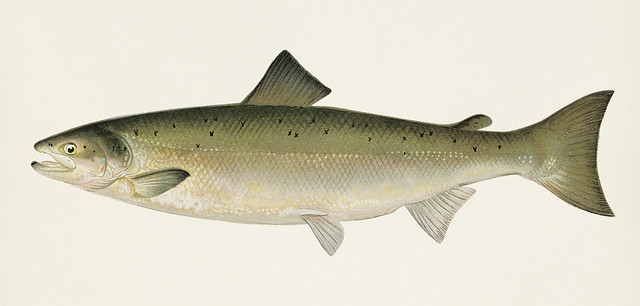 The Atlantic Salmon ( Salmo Salar); Fishes of North America illustrated by Sherman F. Denton (1856-1937) from Game Birds and Fishes of North America. Digitally enhanced from our own 1913 Portfolio Edition of the book.