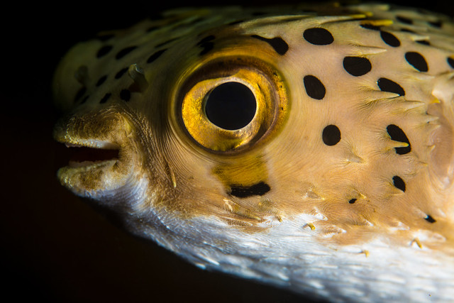 burr fish close up (1 of 1)