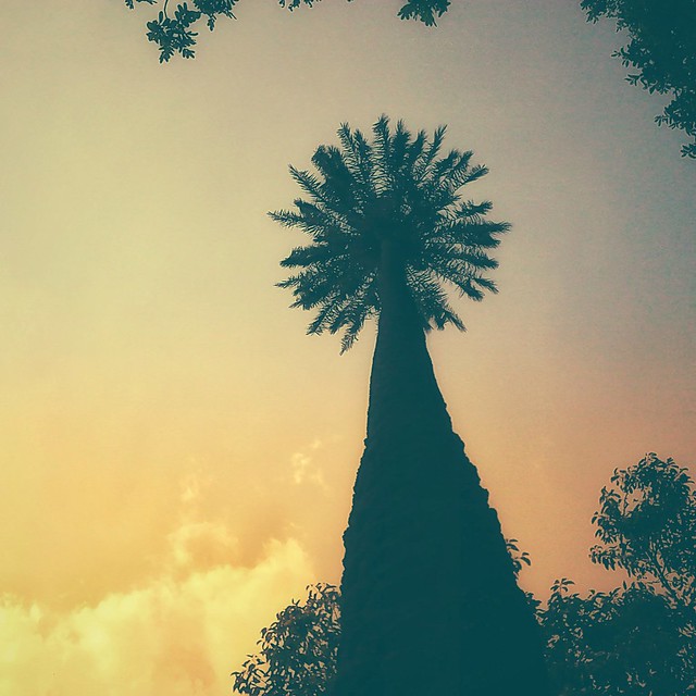 The Morning Palm Tree