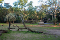 Photo 16 of 25 in the Day 3 - Disney's Animal Kingdom gallery