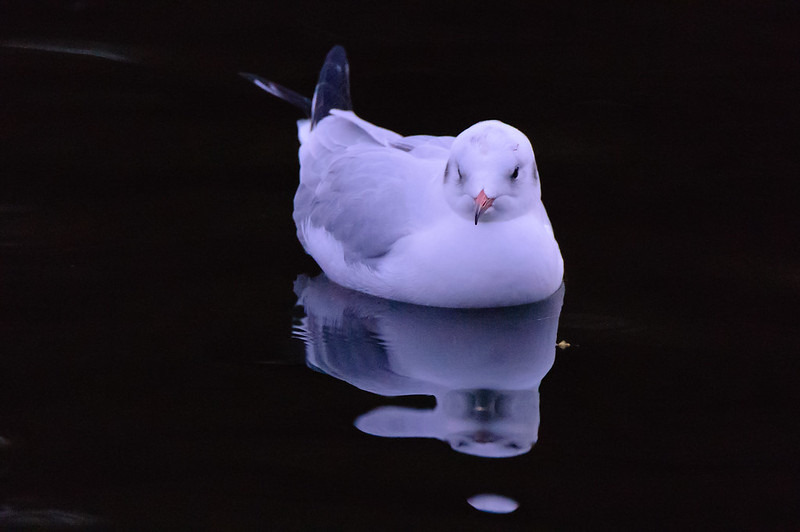 Pause for reflection (black-headed gull, West Park)