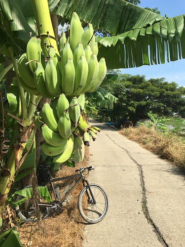 myanmar burma bicycle cycling sepeda banana bananas moots rogormootis mtb mountainbike ayeyarwadyregion ayeyarwady irrawaddy delta maubindistrict maubin maubintownship aingwaing thaikkone