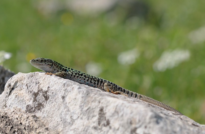 20170411-095F | Ruinen-Eidechse (Podarcis siculus) bei Mattinata. Apulien, 11.04.2017