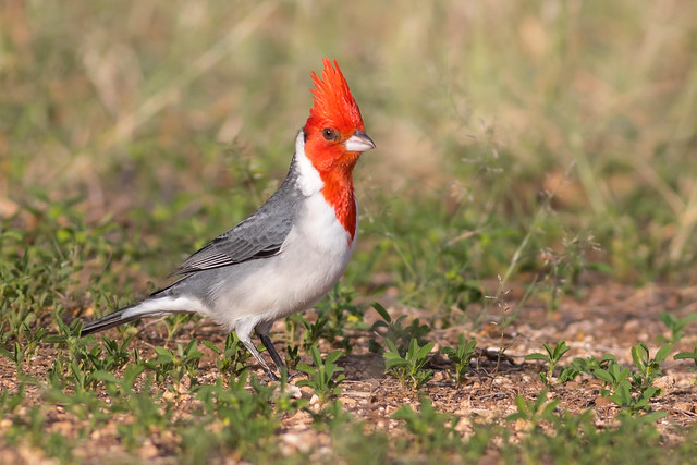 Red-crested cardinal (7DC_6654-1)