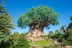 Photo 1 of 25 in the Day 3 - Disney's Animal Kingdom gallery