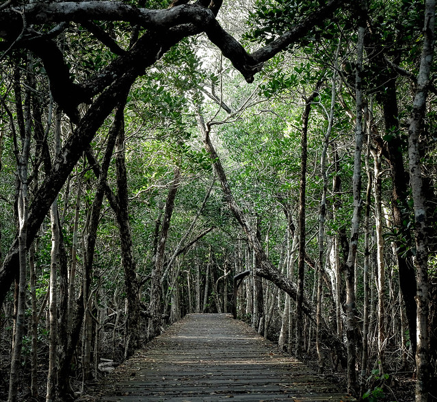 Mangrove forest, Karimun Jawa, Indonesia