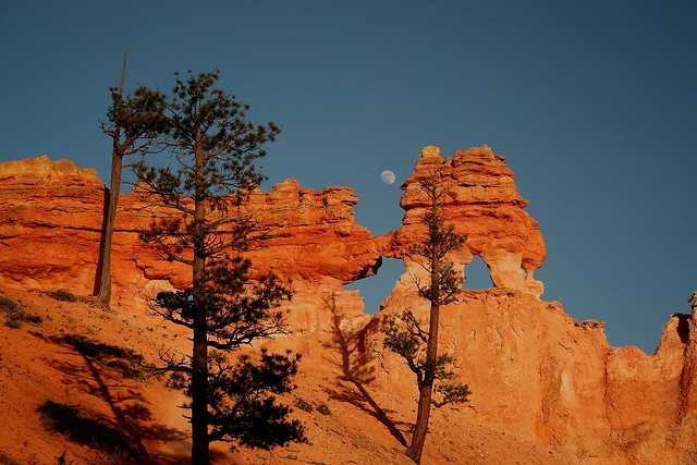 Tree-mendous Red Rocks