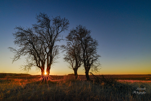 Podando con laser by LANTADA Fotografia, almendro contraluz arbol tamaradecampos paisaje castillayleón palencia españa puestadesol