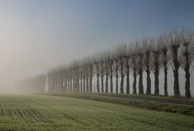 Poplars in the Mist