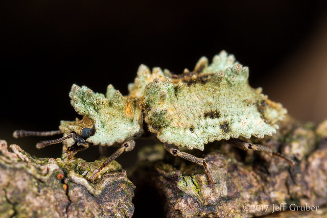 Lichen Mimic Beetle (Pristoderus chloreus)