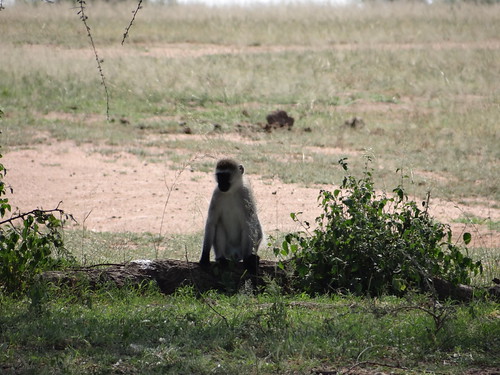 serengeti wildlife pavian