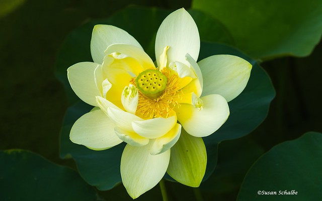Lemony yellow lotus