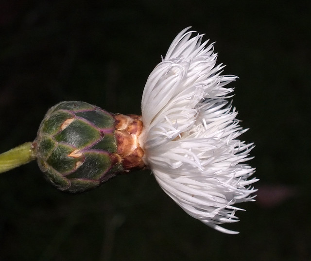 Sweet sultan (Amberboa moschata) flower
