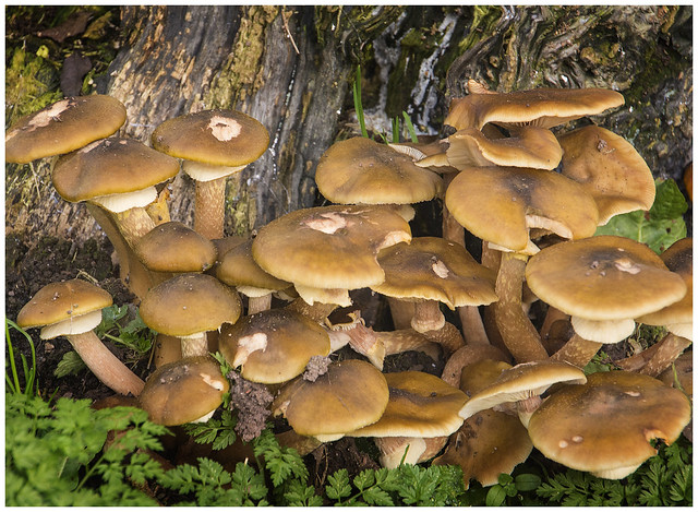 Mushroom formation
