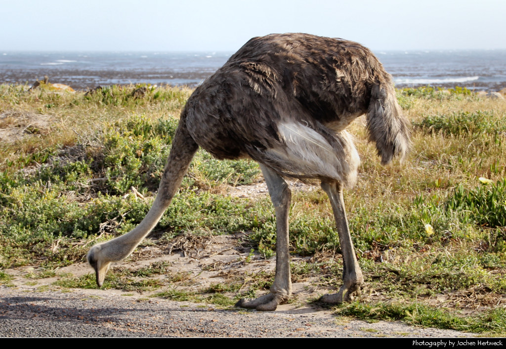 Ostrich, Cape of Good Hope Nature Reserve, South Africa