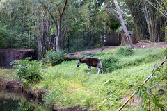 Photo 5 of 25 in the Day 3 - Disney's Animal Kingdom gallery