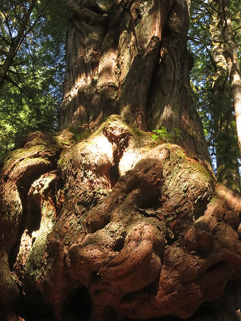 'Gnarliest Cedar in Canada' tree at Avatar Grove near Port Renfrew on Vancouver Island, Canada