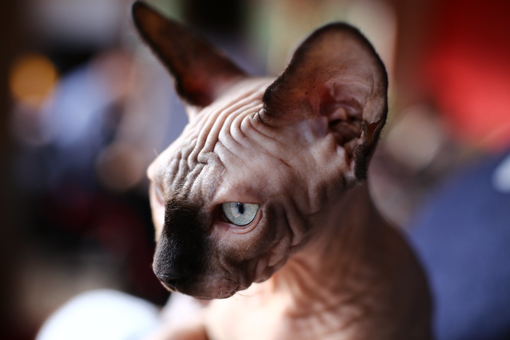 Кошка похожая на сфинкса. Египетский сфинкс кошка. Сфинкс характер. Египетская кошка. Канадский сфинкс характер.