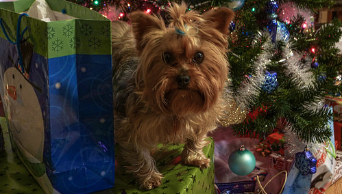 yorkshireterrier christmas christmastree presents dog puppy bobbell leica kentucky