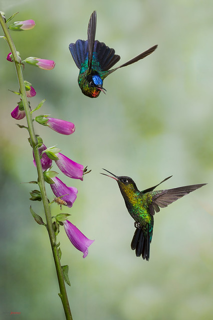 Fiery-throated Hummingbirds