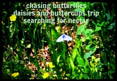 chasing butterflies
