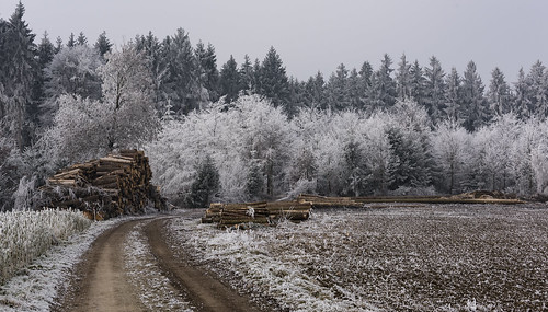 wood forest frozen cold white snow winter road dirty field path lane country landscape nikon d810 bavaria