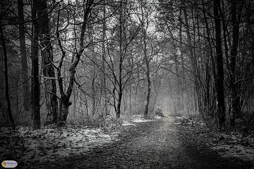 sneeuw loenenseenk winter natuurgebied loenen gelderland nederland landscape bos europe thenetherlands europa forest snow wood woods nl