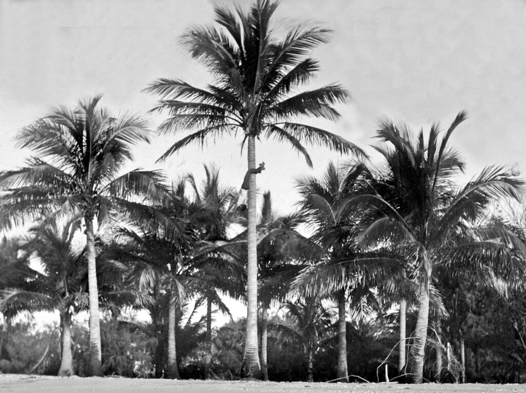 Mr Mick Busuttin coming down Coconut Palm head-first, Brampton Island, c 1931